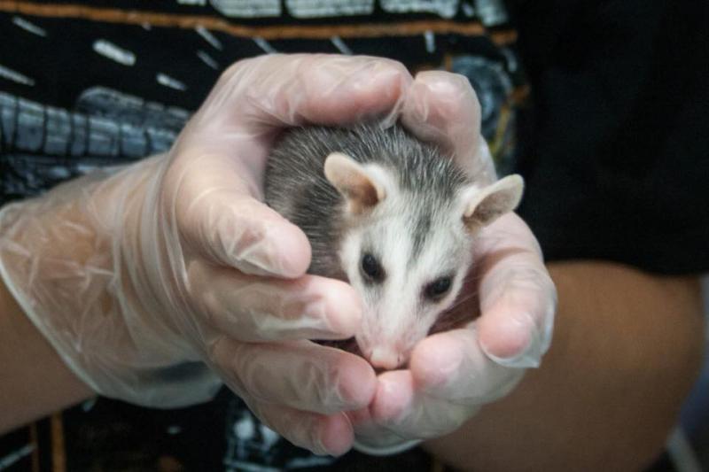 Southwest Virginia Wildlife Center Of Roanoke Inc Reviews and Ratings
