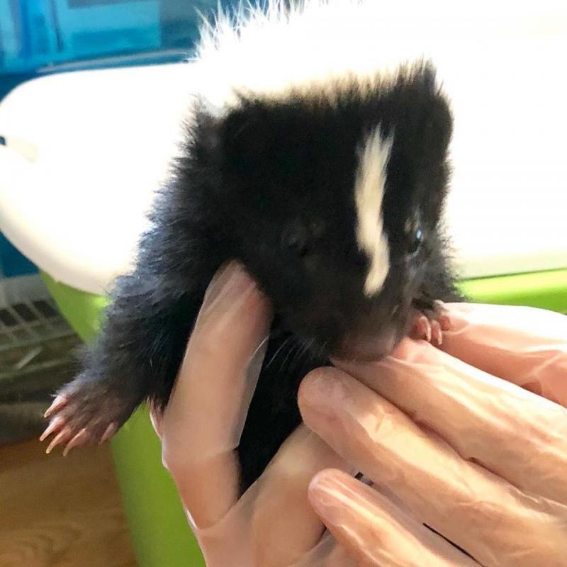 Southwest Virginia Wildlife Center Of Roanoke Inc Reviews and Ratings