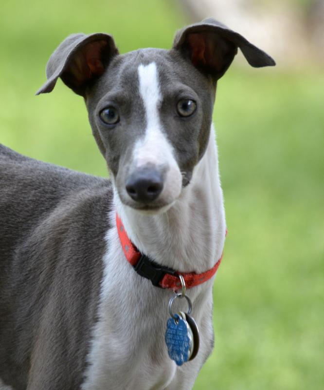 Texas Italian Greyhound Rescue Inc Reviews and Ratings Richardson, TX
