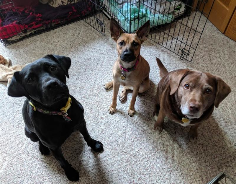 Ruff Start Rescue Inc Reviews and Ratings Princeton, MN Donate