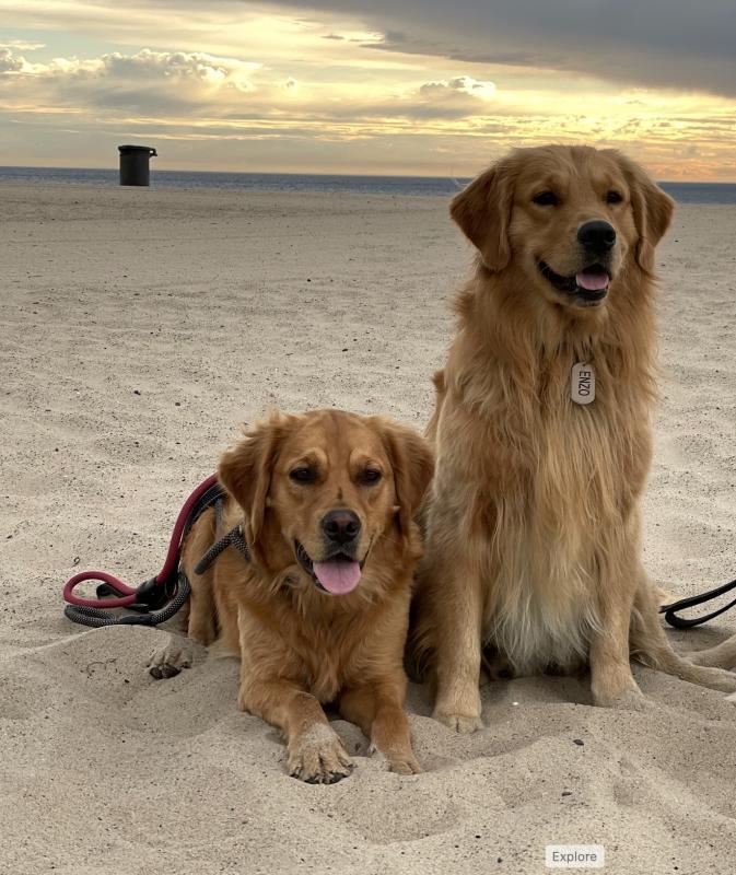 Goldens Without Borders Inc Reviews and Ratings Las Vegas, NV