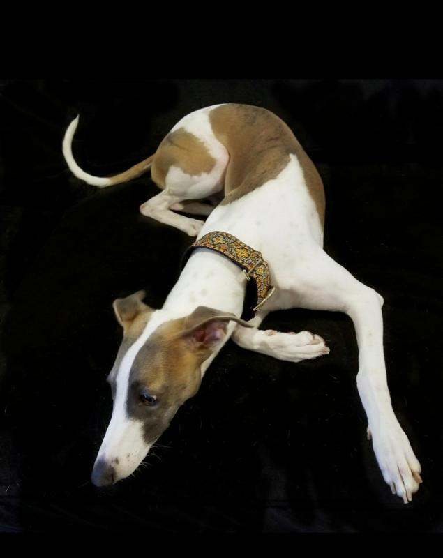 Texas Italian Greyhound Rescue Inc Reviews and Ratings Richardson, TX