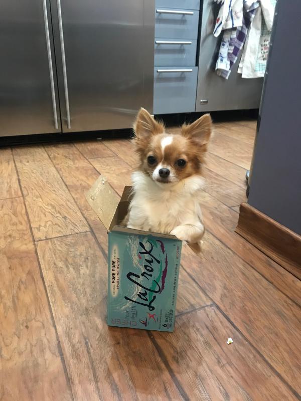 Friends With Four Paws Foundation Of The Chickasha Animal Welfare Di