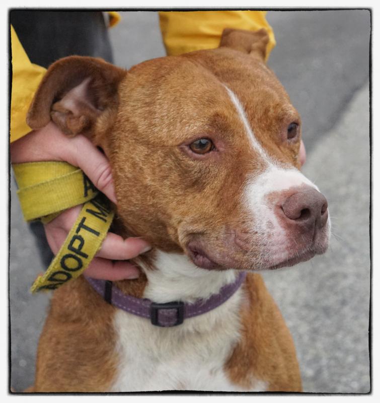 Ruff House Rescue, Inc. Reviews and Ratings Oceanside, NY Donate, Volunteer, Review