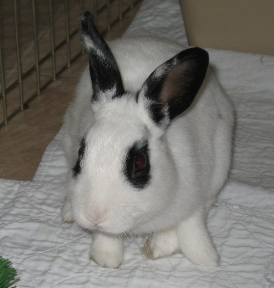 Ohio House Rabbit Rescue Inc Reviews and Ratings Columbus, OH