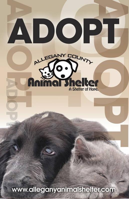 Adoption - Allegany County Animal Shelter