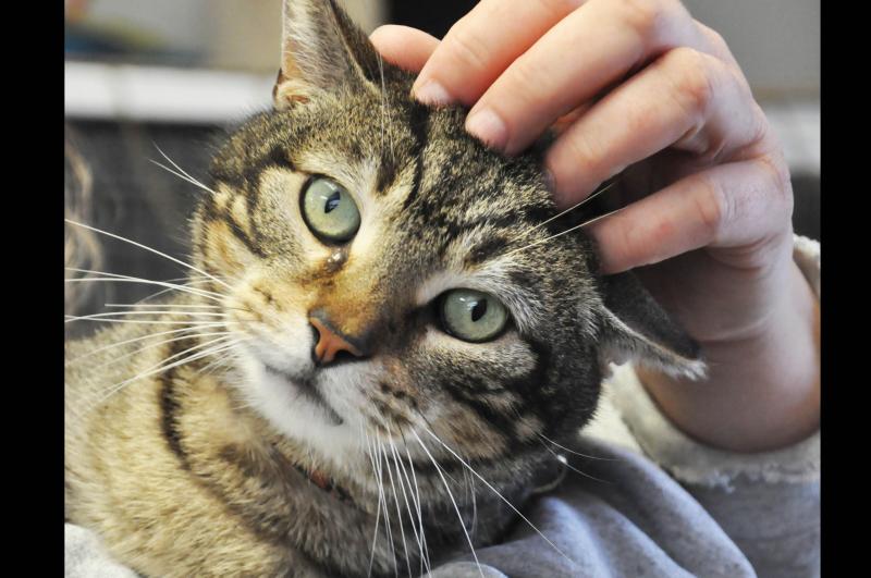 EASEL Animal Rescue League Reviews and Ratings Lawrenceville, NJ