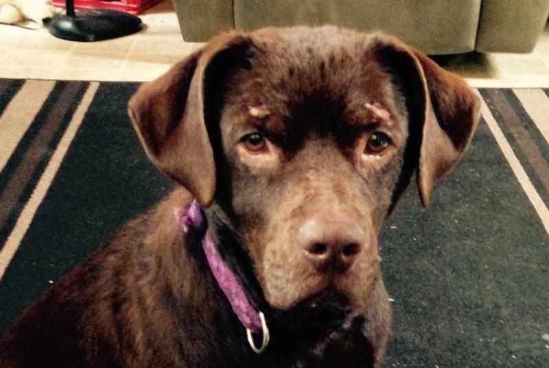 Second Chance Animal Services Inc FKA Second Chance Animal Shelter Inc