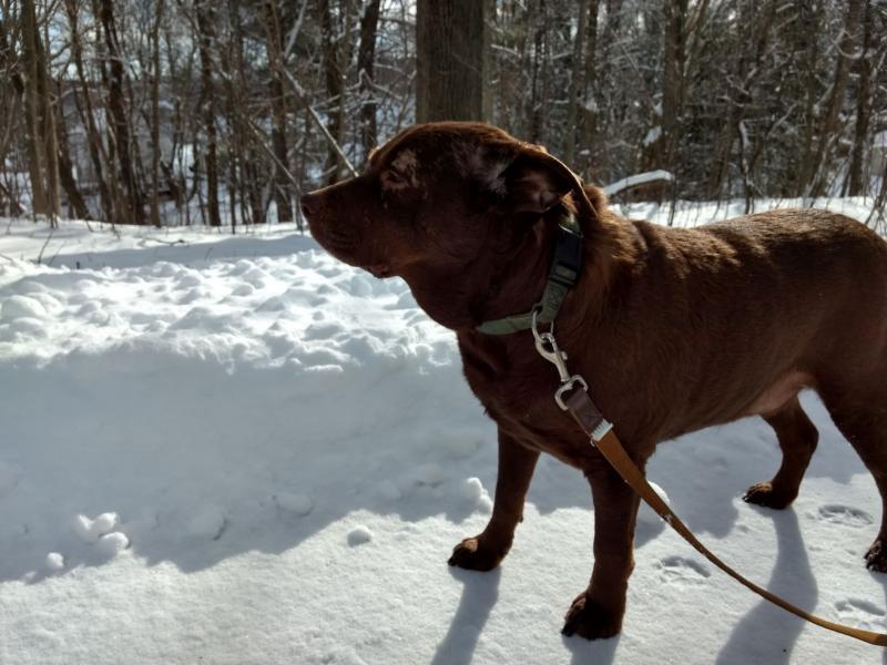 Second Chance Animal Services Inc FKA Second Chance Animal Shelter Inc