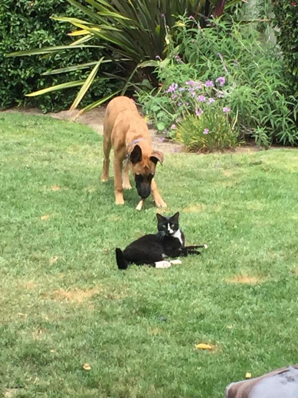 Marley's Mutts Dog Rescue Reviews and Ratings Tehachapi, CA Donate