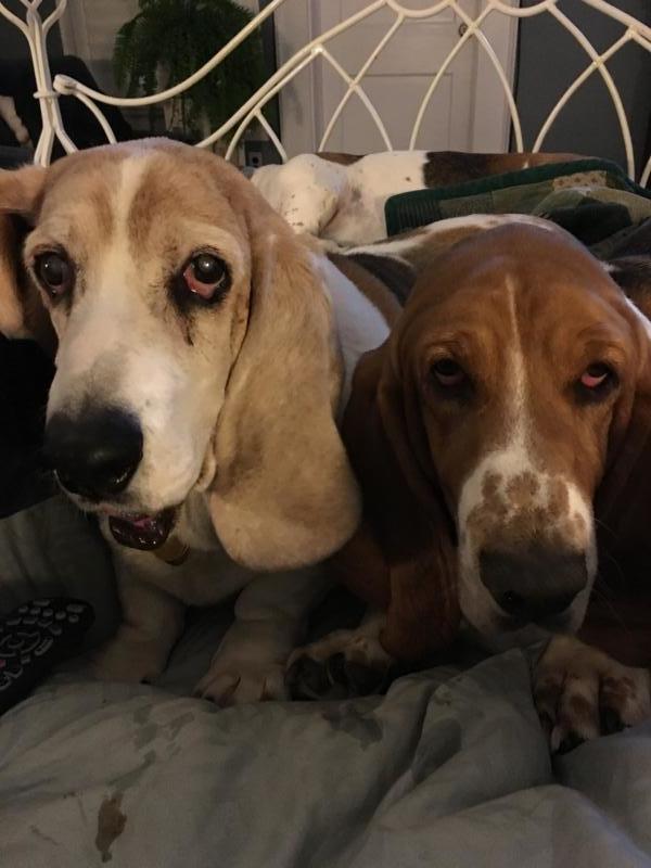 North Texas Basset Hound Rescue Reviews and Ratings Grapevine, TX Donate, Volunteer, Review