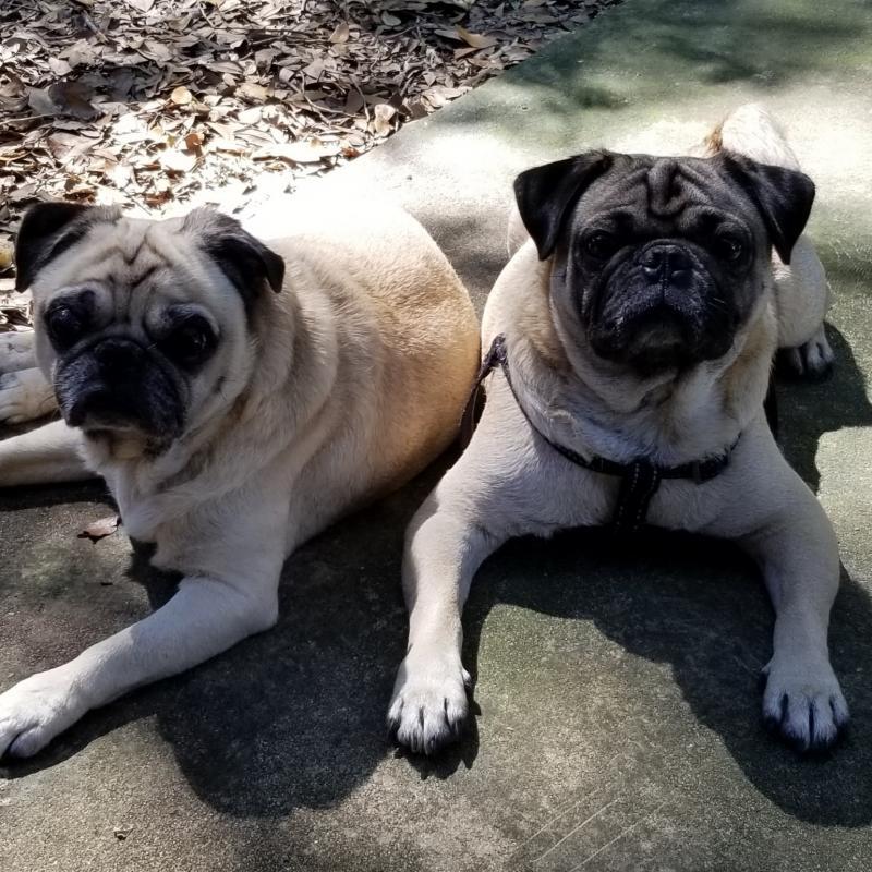Central Florida Pug Rescue Inc Reviews and Ratings Tampa, FL Donate