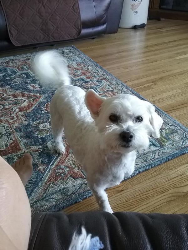 Ruff Start Rescue Inc Reviews and Ratings Princeton, MN Donate, Volunteer, Review