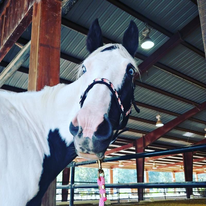 Rocking R Ranch & Rescue Inc Reviews and Ratings Kosciusko, MS