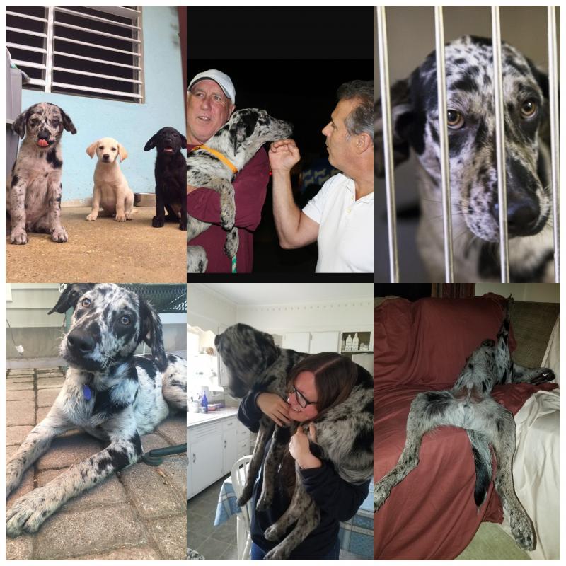 the sato project petfinder