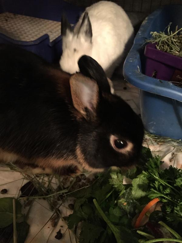 Bunny Buddies Inc Reviews and Ratings Houston, TX Donate, Volunteer