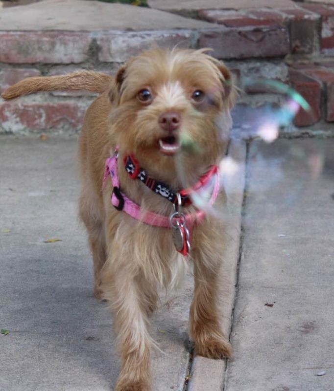 Marley's Mutts Dog Rescue Reviews and Ratings Tehachapi, CA Donate