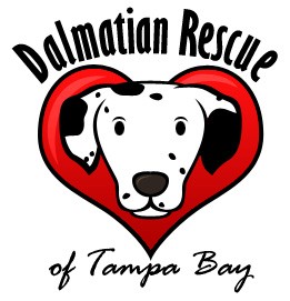 blue mitted ragdoll with blaze