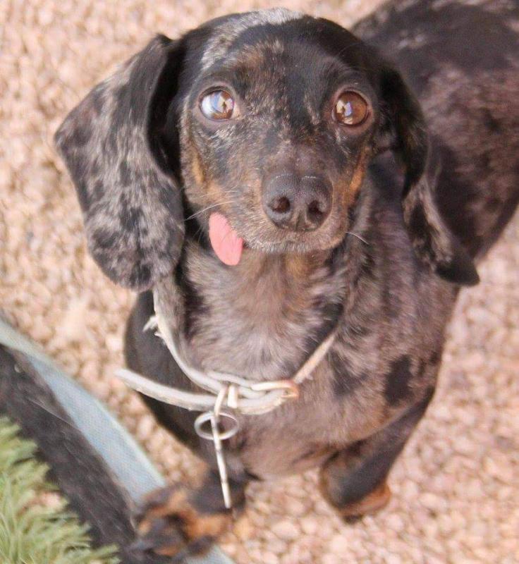 Arizona Small Dog Rescue Reviews and Ratings Phoenix, AZ Donate