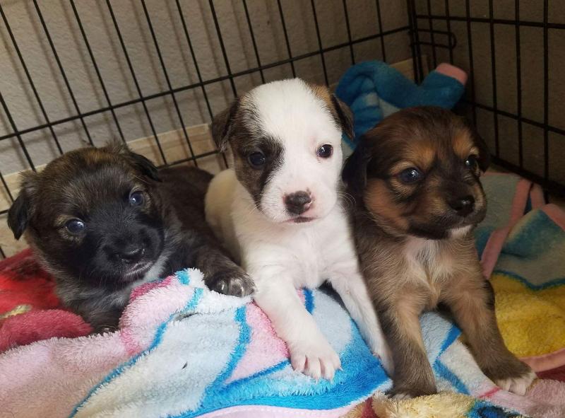 Arizona Small Dog Rescue Reviews and Ratings Phoenix, AZ Donate