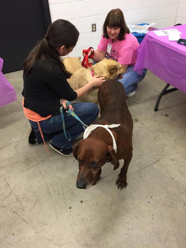 allegany county animal shelter lost and found