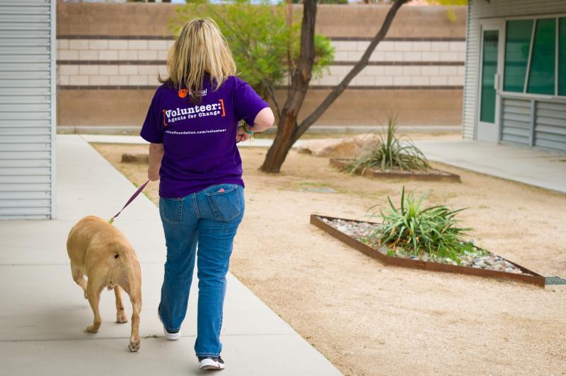 The Animal Foundation Reviews and Ratings | Las Vegas, NV | Donate