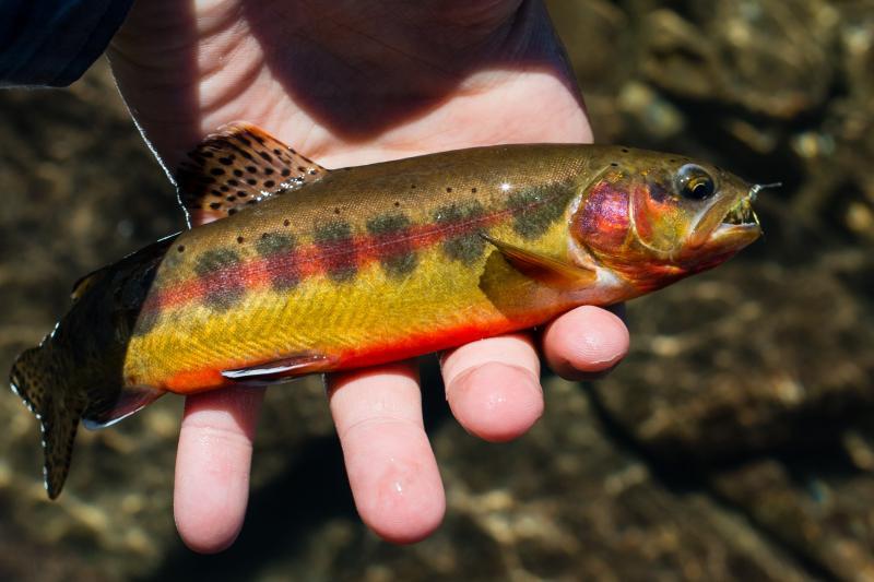 California Trout Reviews and Ratings San Francisco, CA Donate